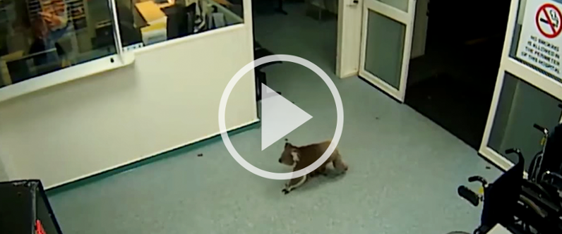 Fun Friday Video: Koala Wanders Through Australian Hospital | Hikvision ...