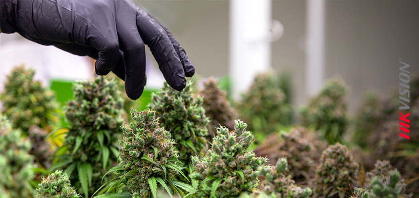Hikvision HikWire blog article Hikvision Offers Innovative Security Solutions to Better Protect Cannabis Companies