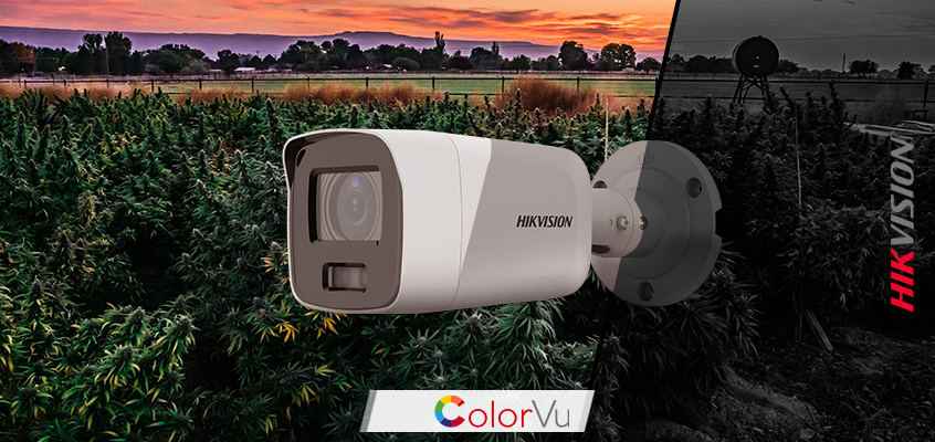 Hikvision HikWire blog article ColorVu G2 Cameras with AcuSense Excel at Full Color Surveillance for Cannabis Indoor and Outdoor Applications