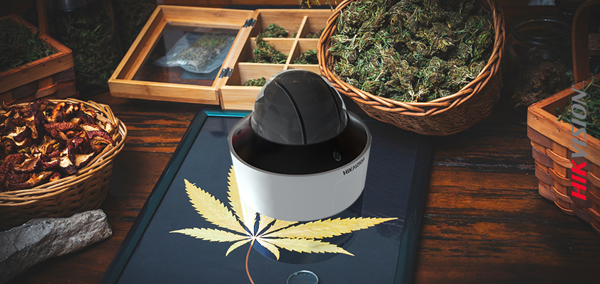 Hikvision HikWire blog article Security Solutions for Cannabis Plants, Products, and Facilities