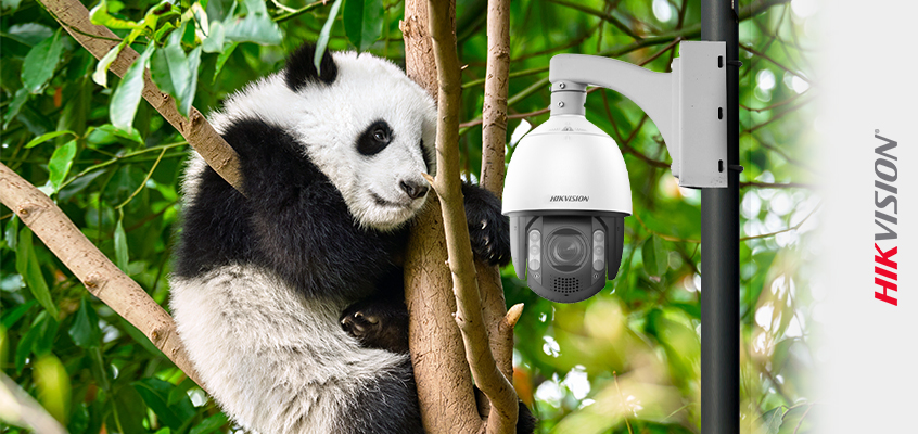 Hikvision HikWire blog article ColorVu Technology Supports Animals and Better Security at Beauval Zoo, France 