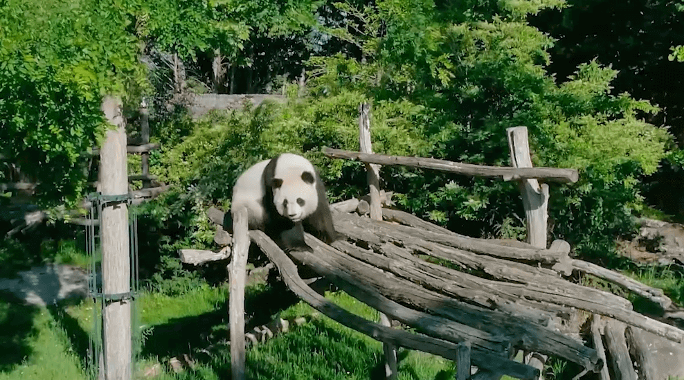 HikWire - Protected Panda